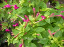Mirabilis Jalapa
